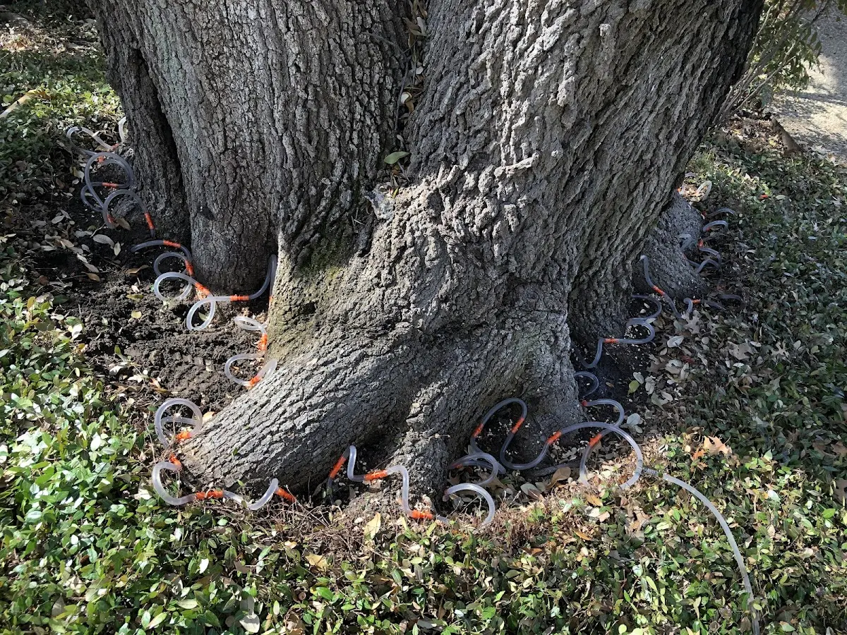 Detailed Tree Cabling and Bracing job site in Mapleton