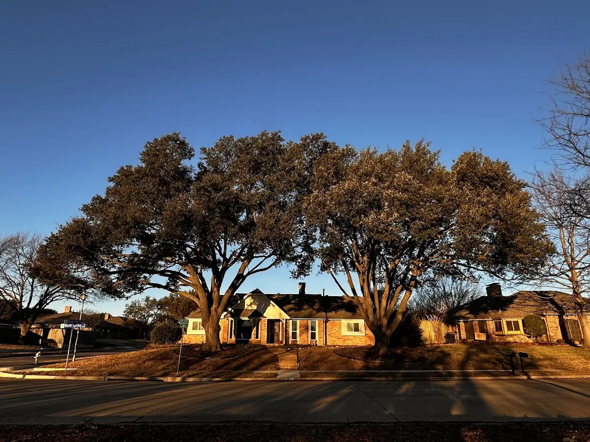 Established residential canopy tree shading a home in Mapleton